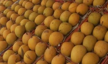 पुणेकरांनो, कोकणातील  अस्सल गावरान हापूस, केशर,पायरी आंबा हवाय, तर चला मग पुणे 'झेडपी'च्या  आंबा महोत्सवाला भेट देऊ यात...!