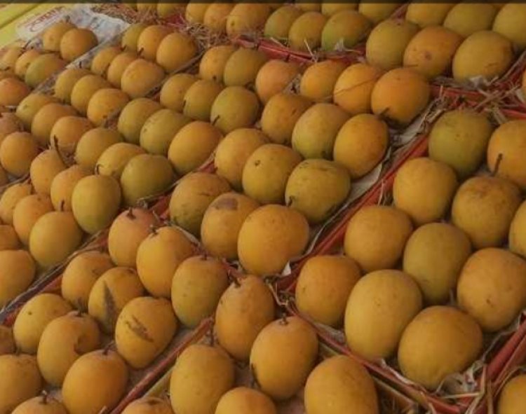 पुणेकरांनो, कोकणातील  अस्सल गावरान हापूस, केशर,पायरी आंबा हवाय, तर चला मग पुणे 'झेडपी'च्या  आंबा महोत्सवाला भेट देऊ यात...!