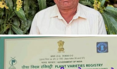 Junnar Gold' mango developed by a farmer from Junnar taluka gets patent :- जुन्नर तालुक्यातील शेतकऱ्याने विकसित केलेल्या 'जुन्नर गोल्ड' आंब्याला मिळाले पेटंट 