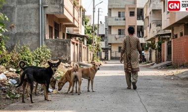Stray Dog Menace in Pune: पुण्यात भटक्या कुत्र्यांचा कहर; चाकणमध्ये ३३ वर्षीय महिलेवर झुंडीचा हल्ला, जागीच मृत्यू.